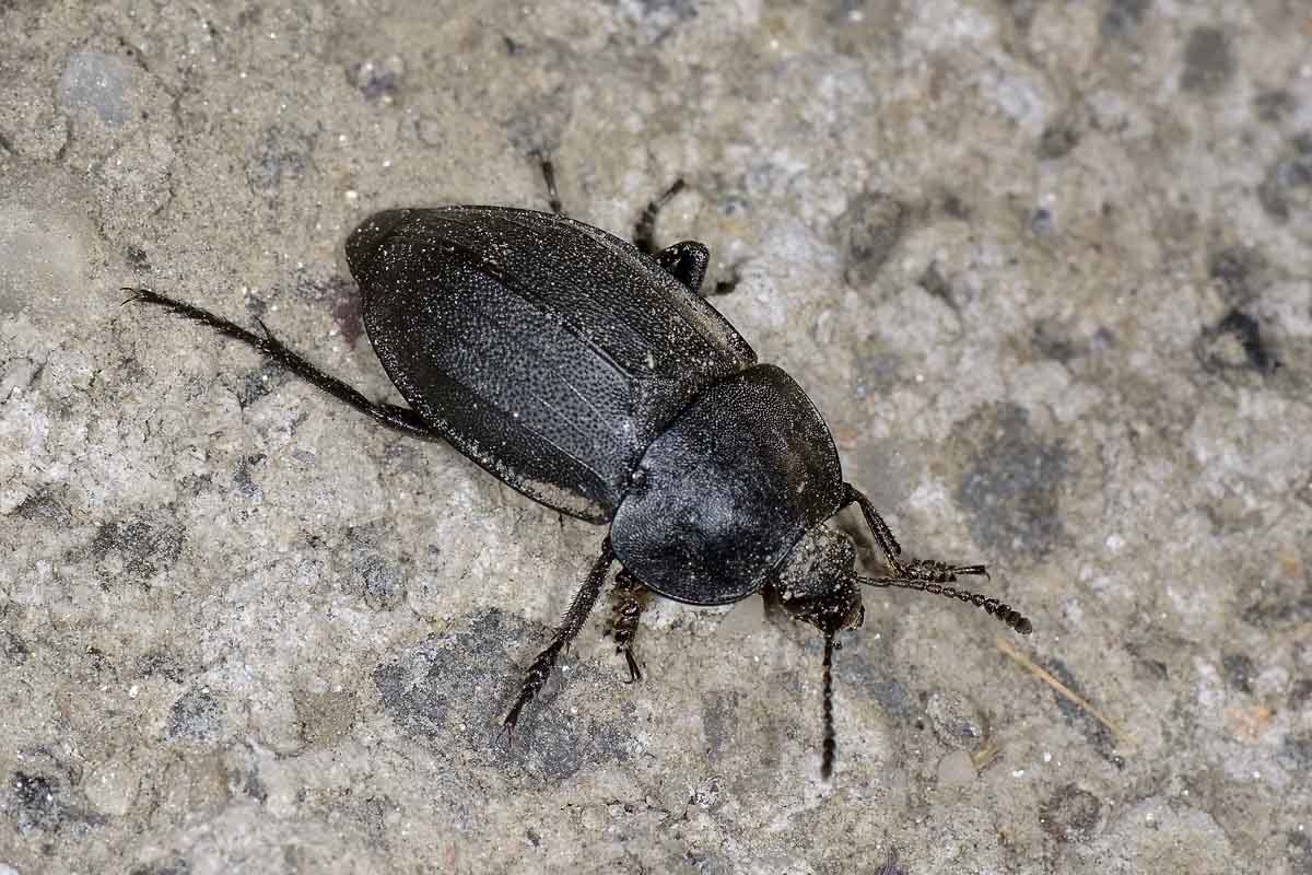 Silpha tristis? Forse S. obscura, Silphidae.